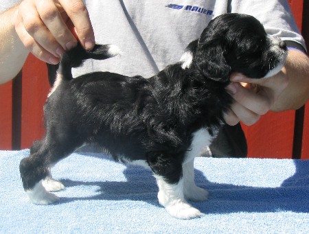 Puppy Sessan