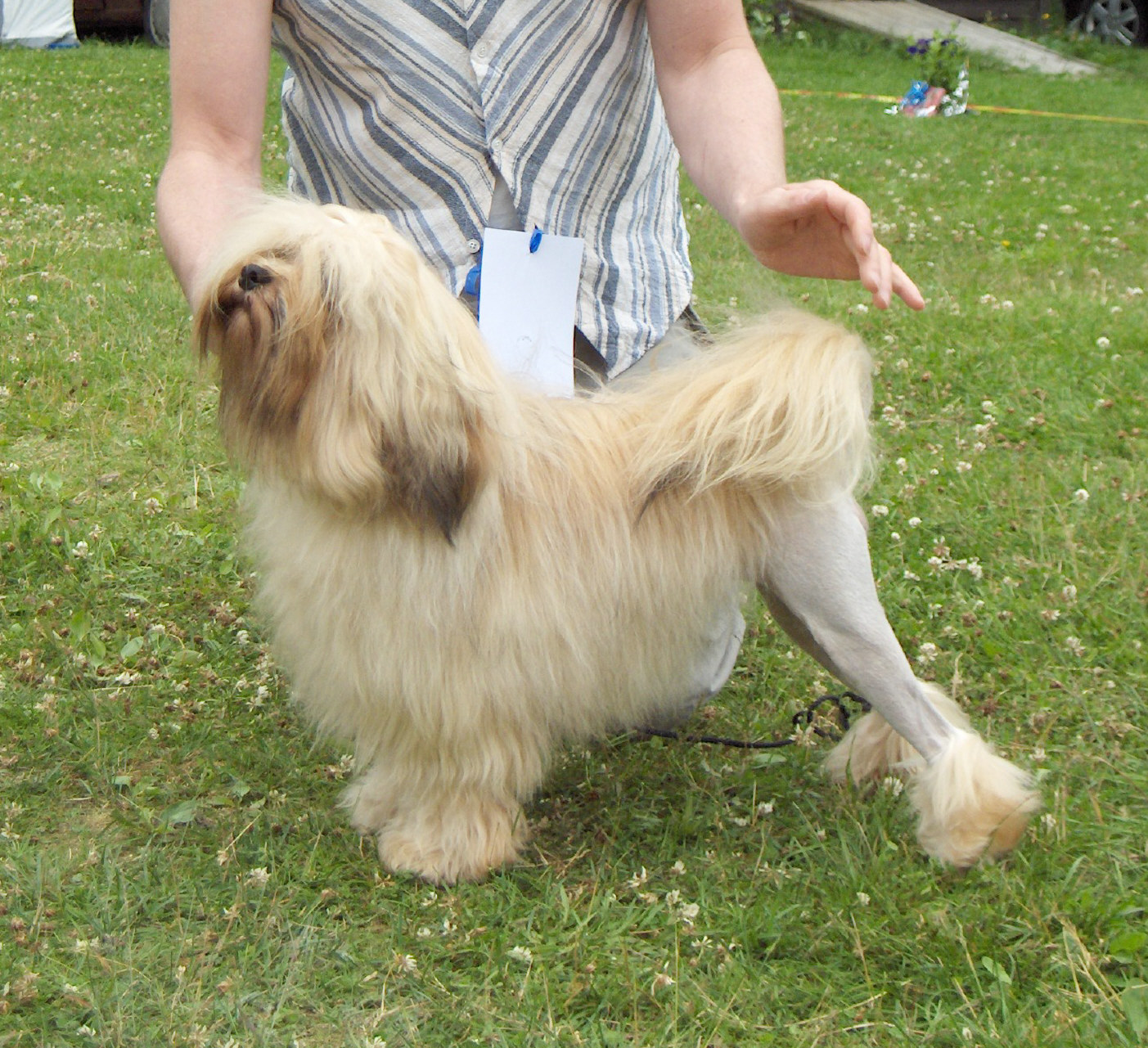 Sampo in Norwegian Club Show 2007