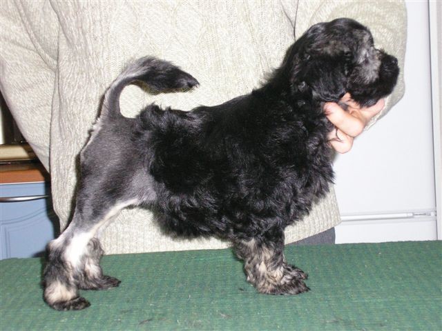 Puppy Tove