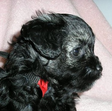Puppy Tove